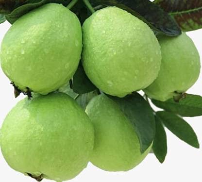 Bahan Traders Rare Baruipur Guava Plant Fruit Tree Amrud Rare Apple Guava (White Color In Sight) 1 Live Berry Plant Eligible For Bonsai Growing (B09FB3TJ7W) Amazon Price History, Amazon Price Tracker