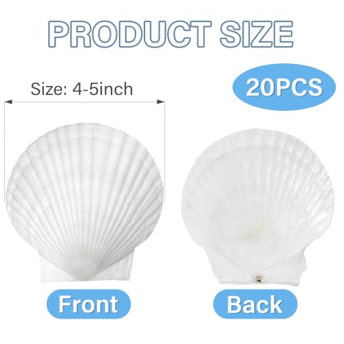 Image of Giftvest 20PCS Large Natural Seashells White Scallop Shells 4 inch-5 inch
