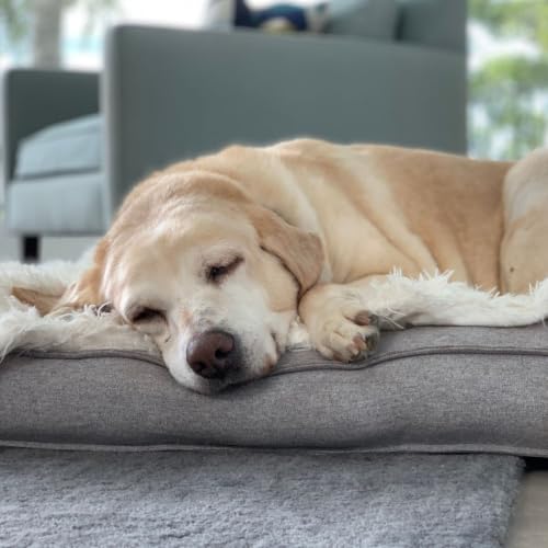 Chien vieillissant : comment adapter la maison pour pr&eacute;server son confort et sa mobilit&eacute;