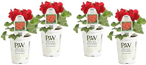 Proven Winners PELPRW1527524 Boldly Dark Live Plants, 4 Pack, 4.25" Grande, Red Flowers