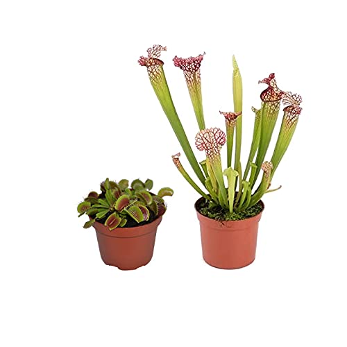 Plantas Carnívoras Naturales: 1 Unidad de Dionaea Muscipula o Venus Atrapamoscas y 1 Unidad de Sarracenia Leucophylla o Planta Jarra