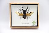 Real Exotic Stag Beetle (Odontolobis Elegans) Open Wings - taxidermy insect bug collection framed in a wooden box as pictured
