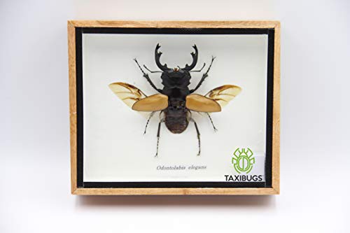 Real Exotic Stag Beetle (Odontolobis Elegans) Open Wings - Taxidermy Insect Bug Collection Framed in a Wooden Box as Pictured ( Wooden Box)