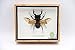 Real Exotic Stag Beetle (Odontolobis Elegans) Open Wings - Taxidermy Insect Bug Collection Framed in a Wooden Box as Pictured ( Wooden Box)