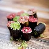 frutas de origen australiano 1 PC Potseed 20 Semillas de Australia Finger Lime - Finger Lime Caviar de Frutas