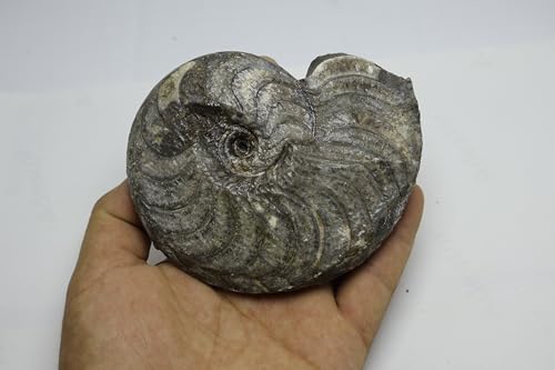 Image of Ammonite Fossil Cretaceous Fossils Fossils from Morocco Fossil Rock Ammonites Fossil A301