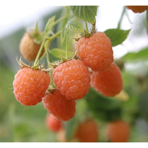 Double Gold Raspberry Bare Root Plant, 5 Pack Cover