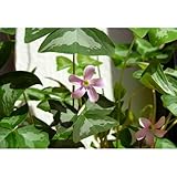 Silver Streak Fanny Shamrock - Large Pink/White Flowers - 10 Bulbs -Oxalis