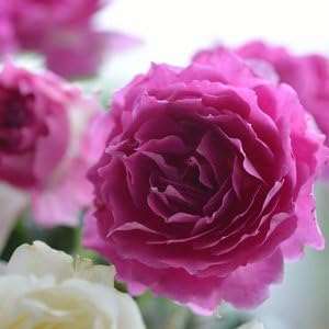 Amazon バラ苗 シェエラザード 国産新苗4号鉢 四季咲き大輪 ピンク系 ロサ オリエンティス 花