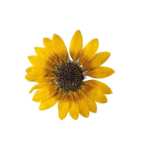 Flor seca natural para manualidades 2 piezas miniatura 1