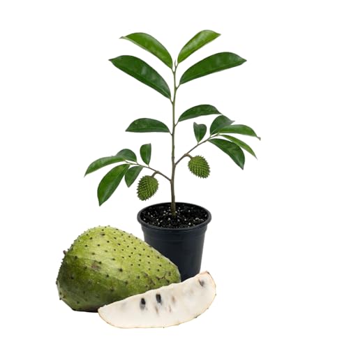Soursop Tree Plant Live, Well Rooted Sweet Soursop Fruit Plants,