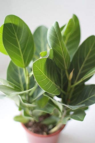 Healthy Vibe Ficus Benghalensis Variegata, Banyan Variegated - Plant-image-4