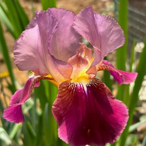Los bulbos de iris son resistentes al frío y a la sequía, con colores brillantes, son perennes y sirven como decoración para el jardín.