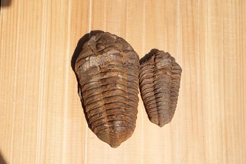 Image of 2PCS Calymene Trilobites Flexicalymene Ordovician Fossil Trilobites A8