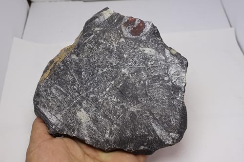 Image of Natural Orthoceras Fossil from Devonian Period Fossil from Morocco A307