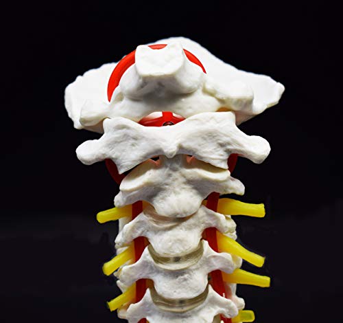 Cervical Vertebra Arteria Spine Spinal Nerves Anatomical Model Anatomy for Science Classroom Study Display Teaching Medical Model