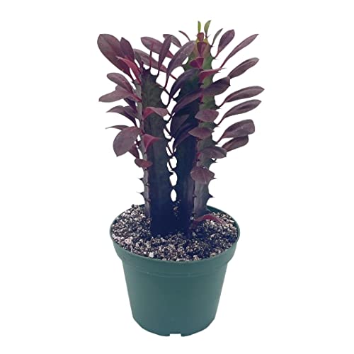 African Milk Tree, Euphorbia Trigona 4" Inch Pot, Red Original Color African Milktree, Red Cathedral Cactus Milk Tree, Well Rooted Starter #TOP19