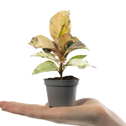 Baby Rubber Plant - Ficus Elastica Schrijveriana - Small Indoor House Plants for Home Office - Grow Your Own Baby Plants - Indoor Plant in Pot