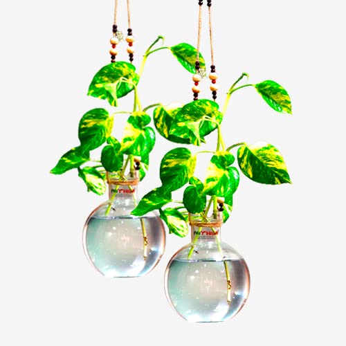 Buy Mithila Handicrafts Round Glass vase for Money Plant for Bamboo