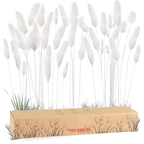 Image of TIED RIBBONS Set of 100 Pcs Natural Dried Bunny Tail Pampas Grass White Color Bunny Tail Pampas Boho Bouquet Artificial Flowers Decor for Table Vase Living Room Home Decoration (20 inch Length)