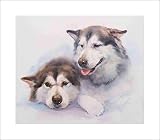 Alaskan Malamutes – by Jacqueline Stanhope. Fine art and canvas prints of an original oil painting. Wall art of dog and canine portrait artwork. Ready for framing for home and wall decor.