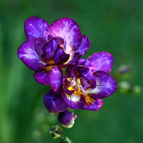 Winterlinge Kaufen Die 15 besten Produkte im Vergleich