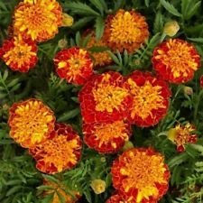 Calendula- Armonia - Tagetes Patula- 25 semi