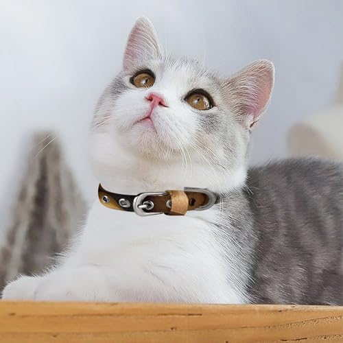 Collier réglable pour animal de compagnie idéal pour les balades quotidiennes en ville