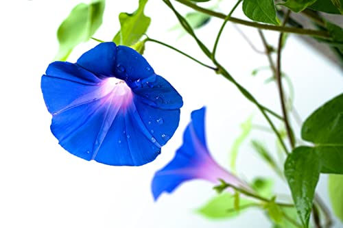 300+ Mixed Color Morning Glory Seeds For Planting, Wonderful Climbing Heirloom Vine - Morning Glory Non Gmo Seeds, Beautiful Perennial Flowers #TOP4