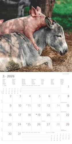 Alpha Edition - Tierfreundschaften 2026 – Broschürenkalender 30×30 cm (30×60 cm geöffnet) mit Notizbereich & Poster, Wandkalender mit süßen ... & Deko für Zuhause: Animal Friendships