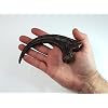 Velociraptor Claw - Raptor Claw - Solid Resin Cast