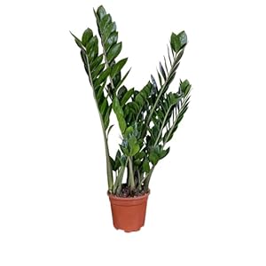 ZynesFlora Zamioculcas ZZ-plant Succulent in Ø 17 cm Plantenpot – Hoogte: 55-65 cm – Tropische Kamerplant Vetplant Araceae