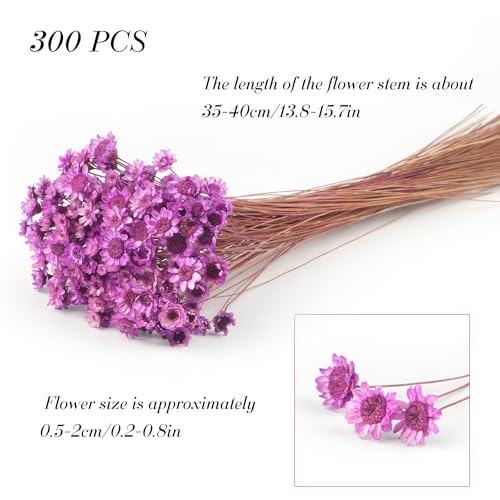 300 PCS Brazilian Daisy & Mini Daisy Dried Flowers, Purple, Baby's Breath - Image 2