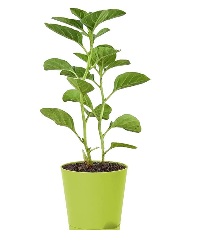 See full amazon price history chart for Uganio plant Ashwagandha Medicinal live and healthy plant with pot Uganio plant Ashwagandha Medicinal live and healthy plant with pot (B0BW9VSPVC) Amazon Price History, Amazon Price Tracker