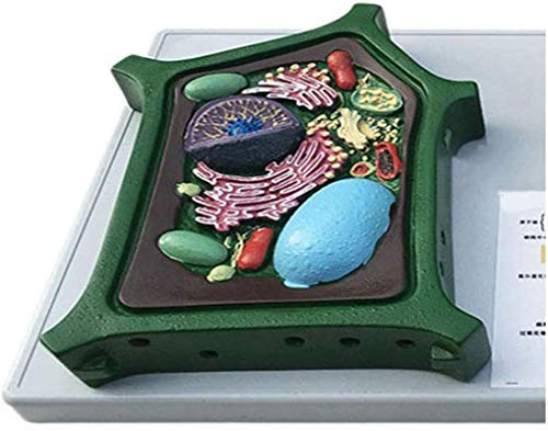 Vacoomcom Model Animal And Plant Cells Model - Medical Anatomical Teaching Model - Biological Experimental Teaching Comparative Models thumb #1