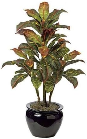 3' Croton Bush