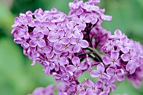 Lilac Bushes Live Plant, Dark Purple Lilac Syringa Well Rooted, 6 to 8 Inch Tall, Ready to Plant