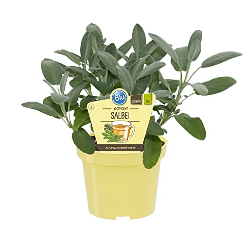 Salvia Natural Planta de Cultivo Exterior - Salvia Officinalis