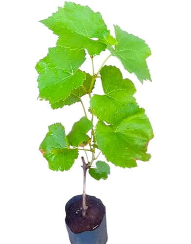 Image of Live Grapes Plant Combo Pack of 3 | Black, Red & Green Grafted Fruit Plants | Healthy Live Vines for Home Garden, Balcony & Terrace | Organic Fruit-Bearing Grapes Saplings