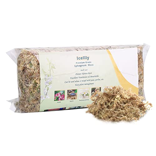 Moss Magic Choosing the Best Sphagnum Moss for Plants