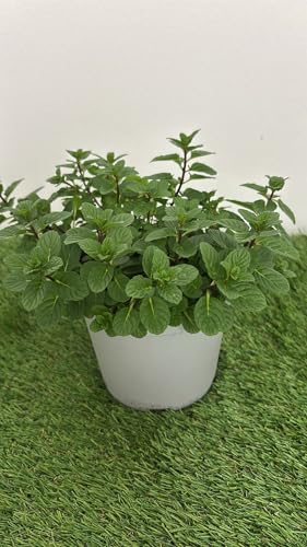 Menta Romana Pianta Aromatica in Vaso, 14 cm