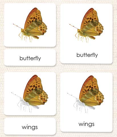 "Parts of" the Butterfly 3-Part Photo Cards - Image 2