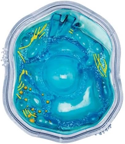 4D立体パズル 動物細胞モデル Animal Cell model 4d パズル 動物