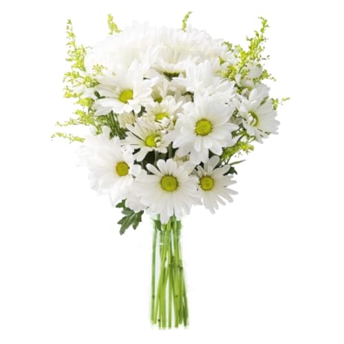 Kabloom Prime Next Day Delivery-Fall Collection -Bouquet Of 10 White Daisy With 5 Yellow Aster-Without Vase-Gift For Birthday, Sympathy, Anniversary, Valentine, Mother’S Day Fresh Flowers cover