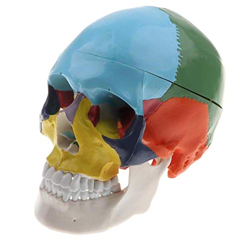 Crânio humano com modelo anatômico do cérebro Anatomia em tamanho real de 8 partes para estudo em sa
