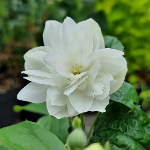 Philadelphus 'Pearls of Perfume' - Fragrant Mock Orange with Continuous Summer Blooms - Hardy Shrub - Low Maintenance Garden - 3X 9cm Potted Plants by Thompson and Morgan
