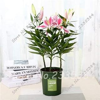 3: 100 Stück/Beutel-peruanische Lilien-Baum-Samen Inca Bandit - Prinzessin Blau Lily Bonsai Blumensamen Planta Home Garten Flores para Jardim: Only Seeds
