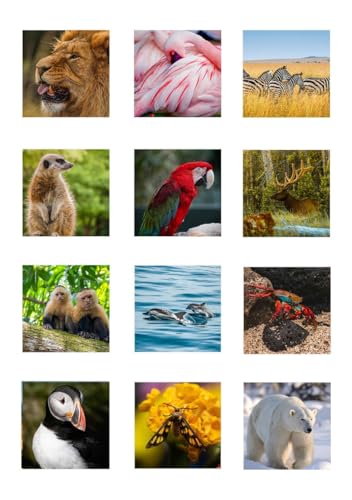 2026 World Wild Life Desk Calendar (CL08) - Image 2