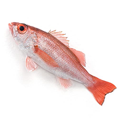 築地魚群 のどぐろ(赤むつ)1尾(400-500g前後)