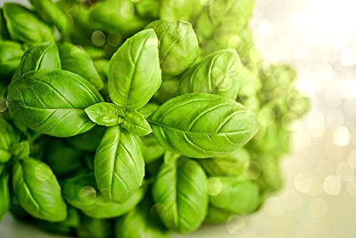 Burpee Sweet Non-Gmo Planting | Grow Fresh Herb In Home Garden | Classic Basil Variety For Italian Cooking, 3500 Seeds A42 #TOP2